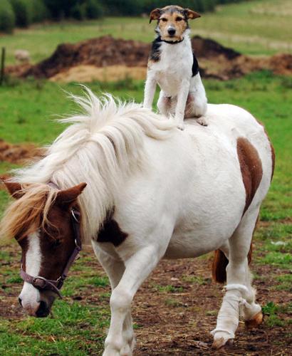 A Dog and Pony Show